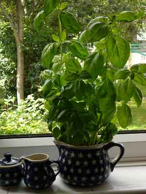 basilpot