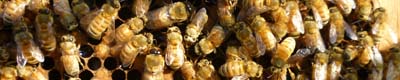 bees