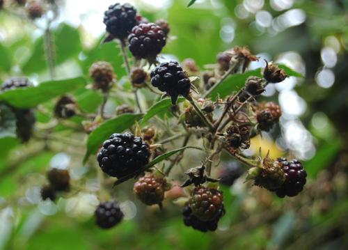 brambles_1