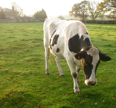 cow
