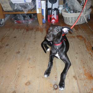 doginshop1
