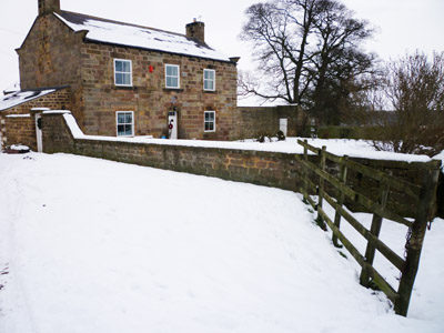 winter_spruisty