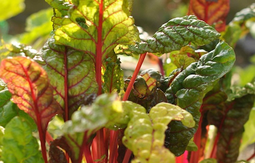 Photo by Heidi Sharpe beets
